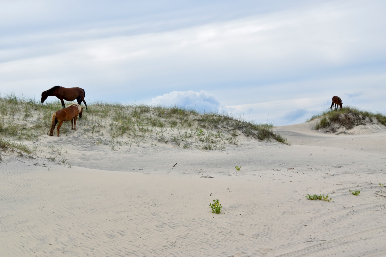 Corolla OBX wild horses and 4WD beach